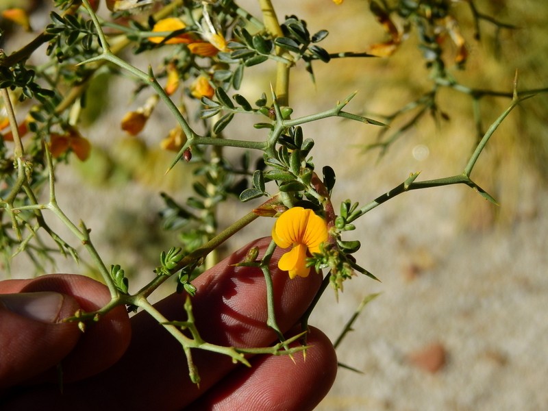Adesmia obovata photo 8