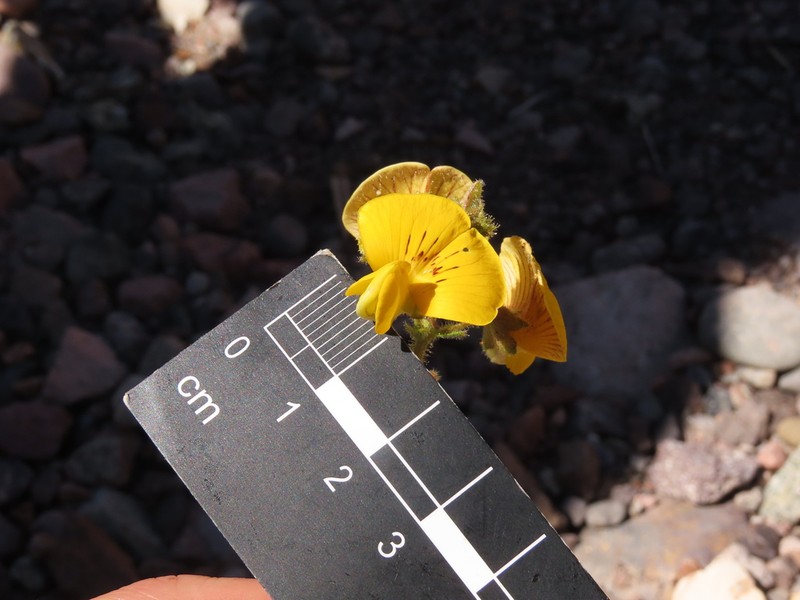 Adesmia obscura