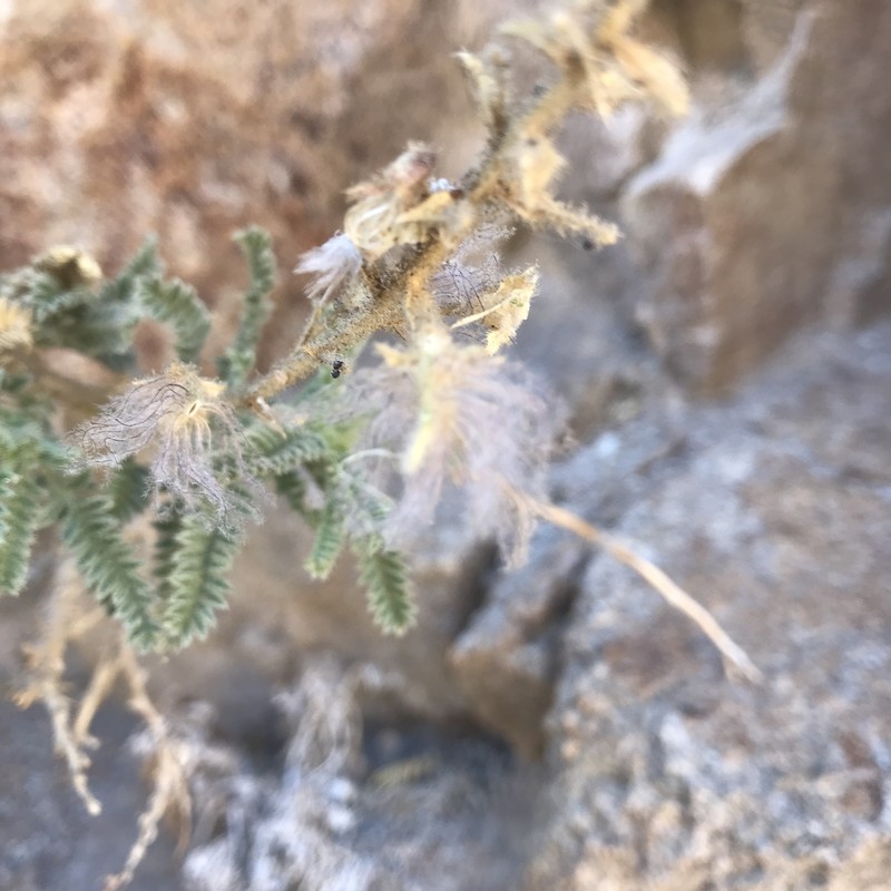 Adesmia obscura photo 4