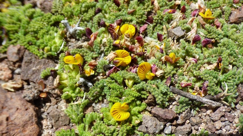 Adesmia occulta photo 3
