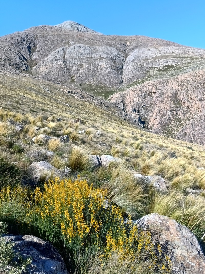 Adesmia pampeana