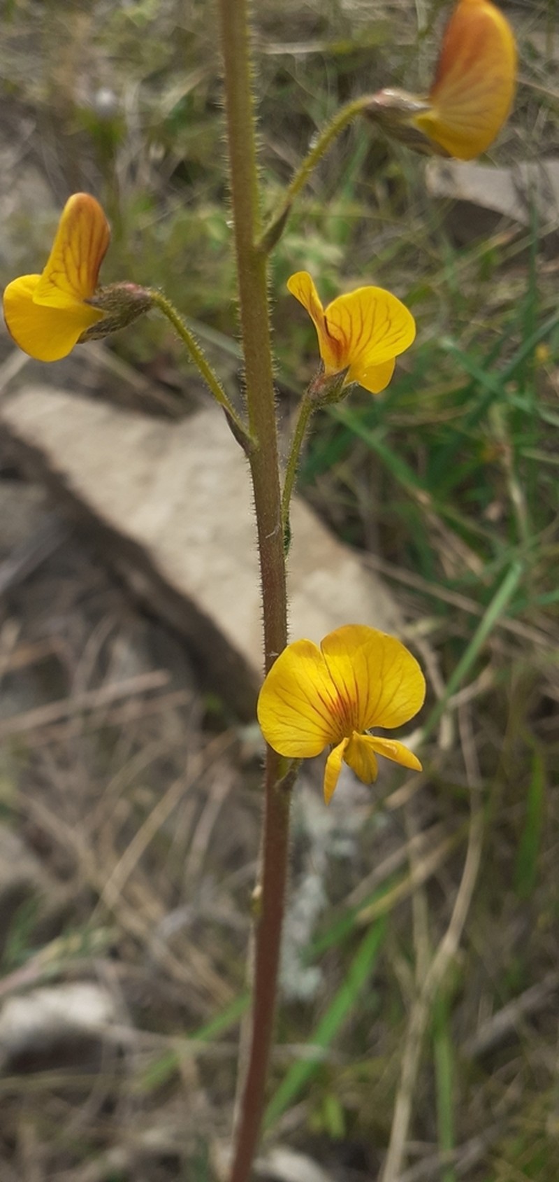 Adesmia pampeana photo 7