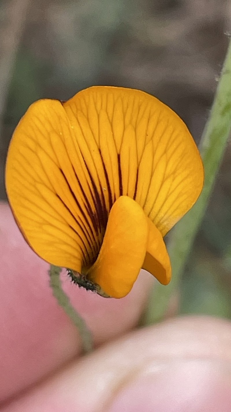 Adesmia papposa