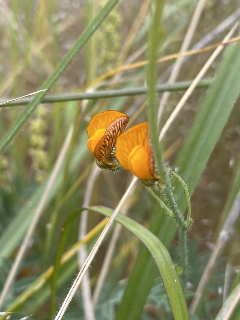 Adesmia papposa photo 3
