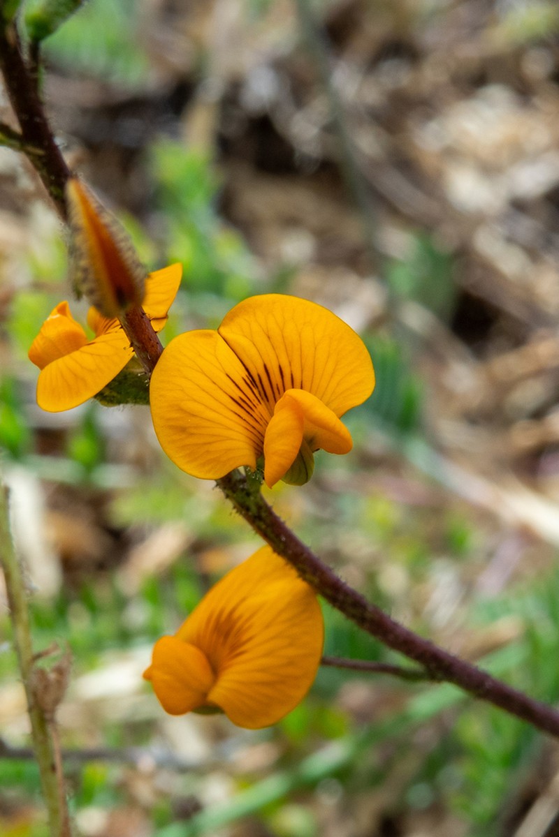 Adesmia papposa photo 4
