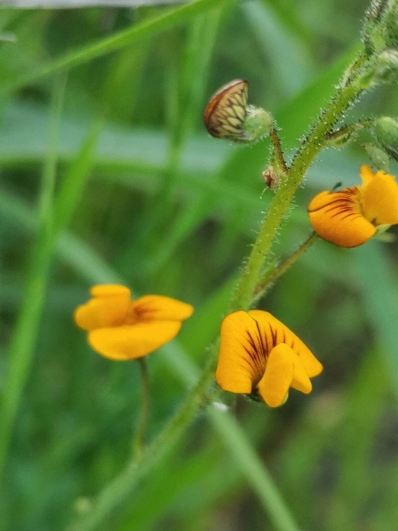 Adesmia papposa photo 5