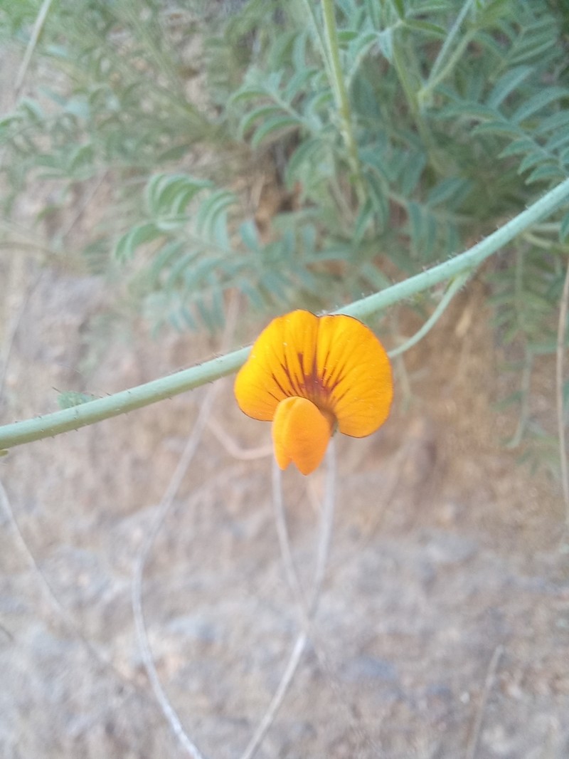 Adesmia papposa photo 7
