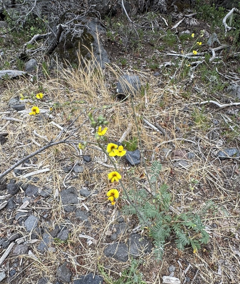 Adesmia papposa photo 8