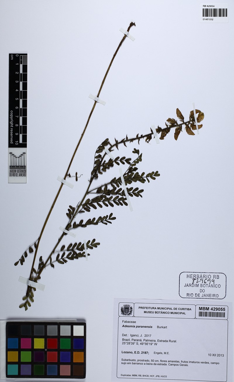 Adesmia paranensis
