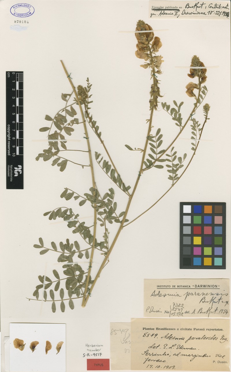 Adesmia paranensis photo 2