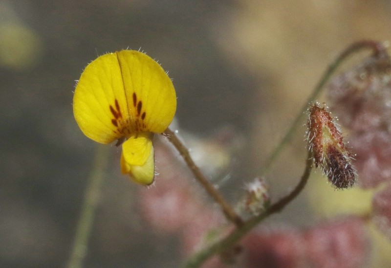 Adesmia parviflora
