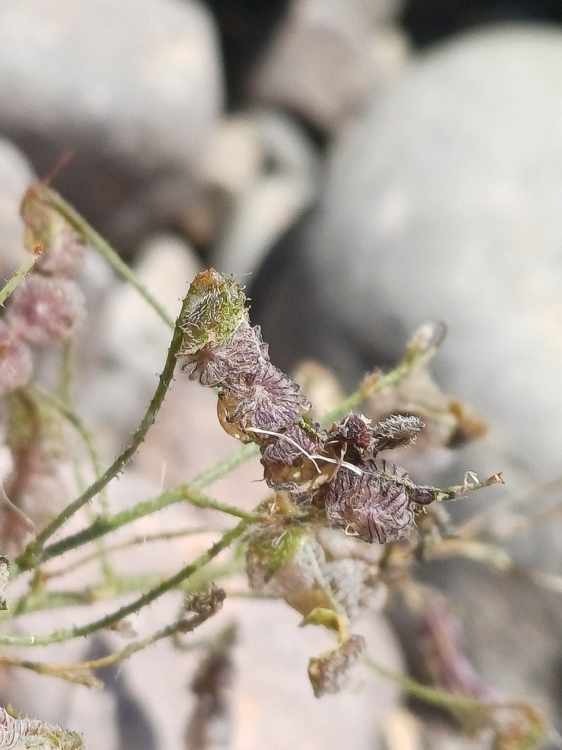 Adesmia parviflora photo 2