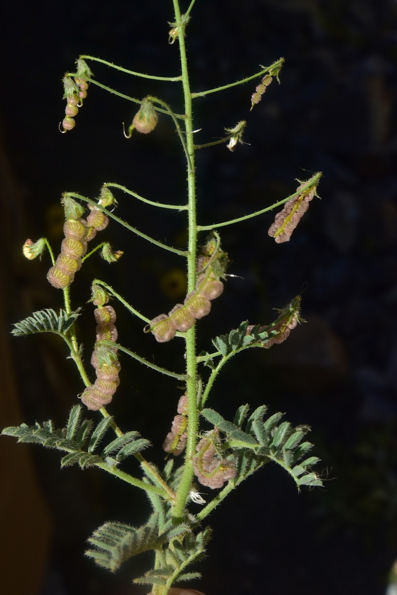 Adesmia parviflora photo 3