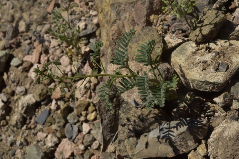Adesmia parviflora photo 4