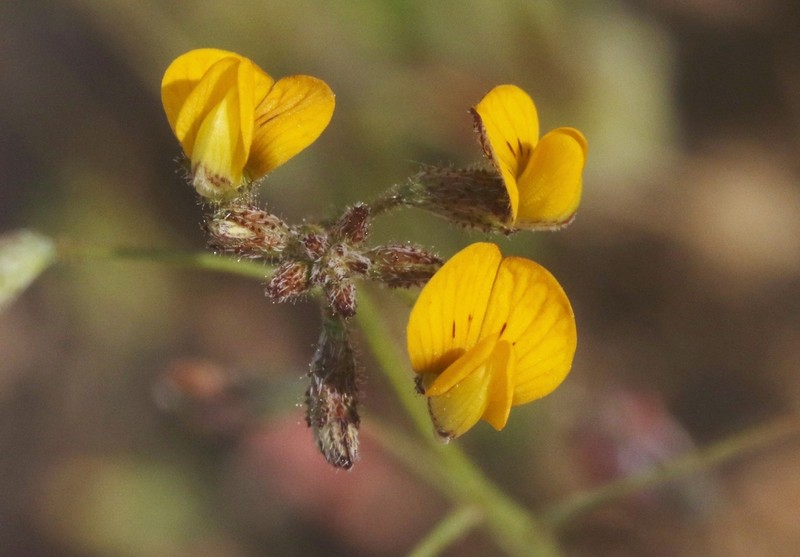 Adesmia parviflora photo 5