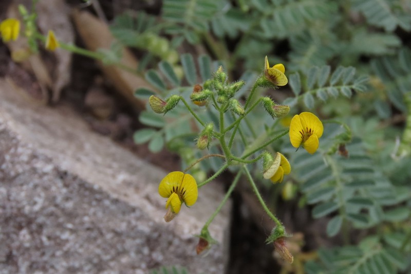 Adesmia parviflora photo 6