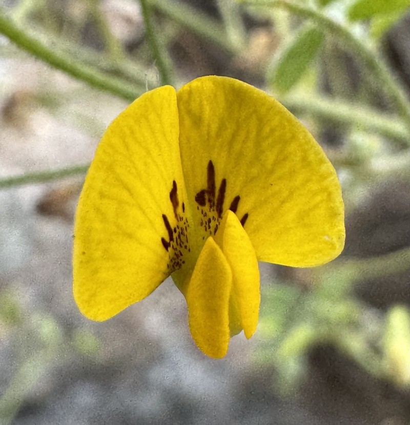 Adesmia parviflora photo 7