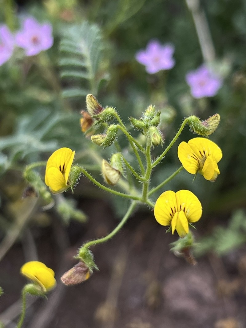 Adesmia parviflora photo 8