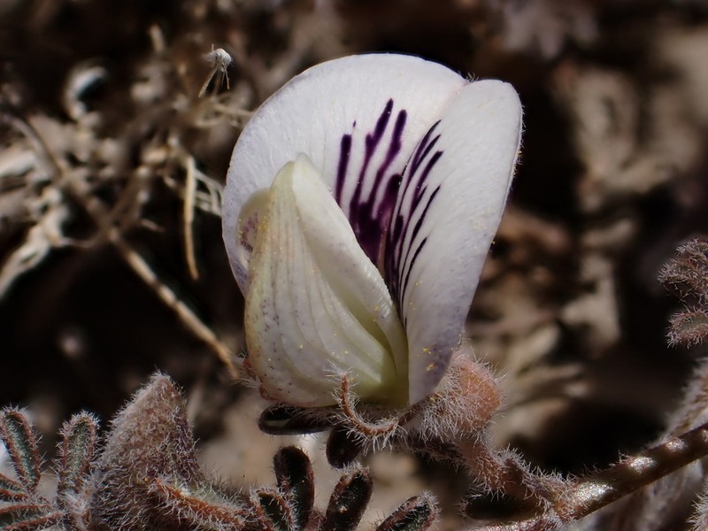 Adesmia parvifolia