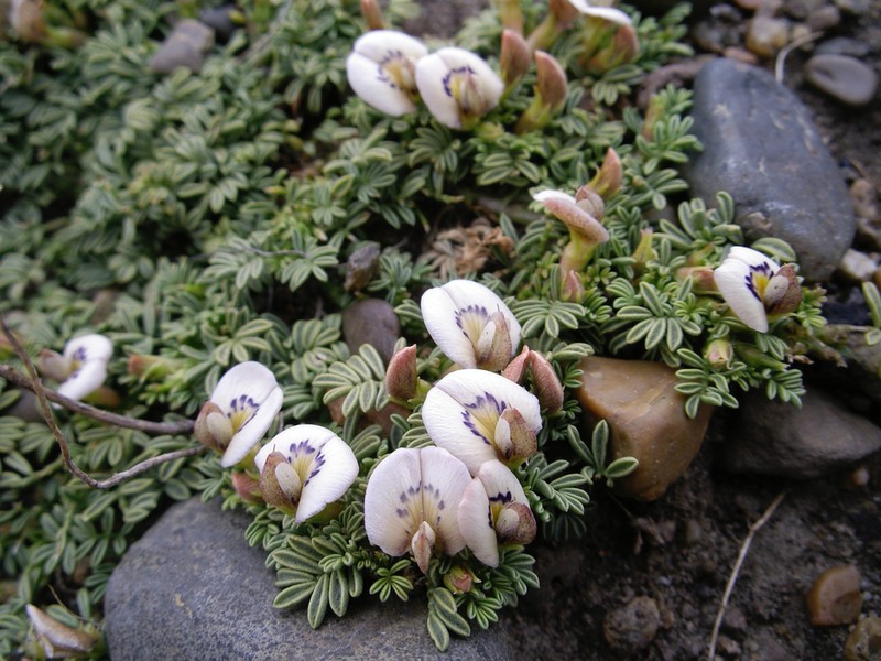 Adesmia parvifolia photo 2