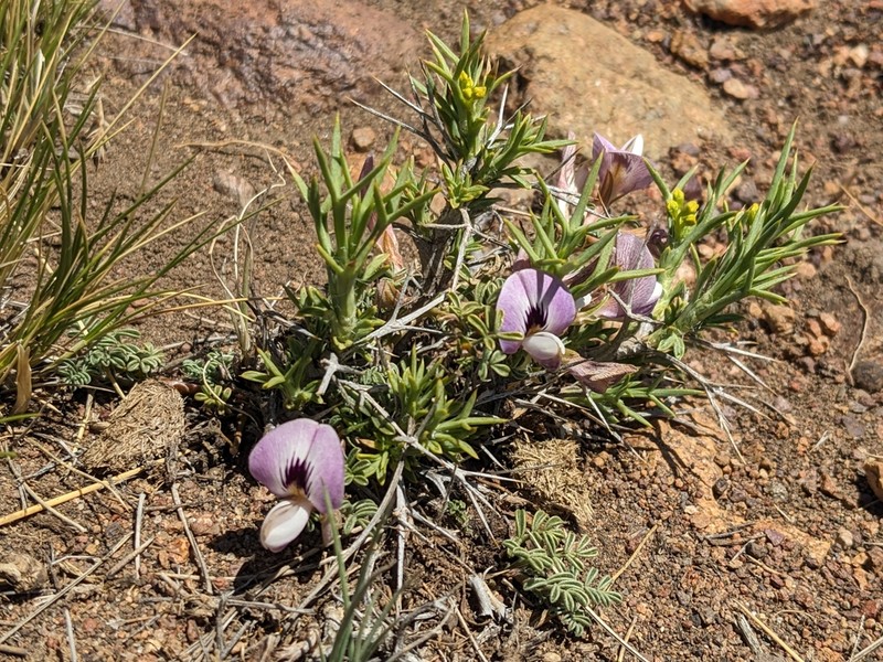 Adesmia parvifolia photo 3