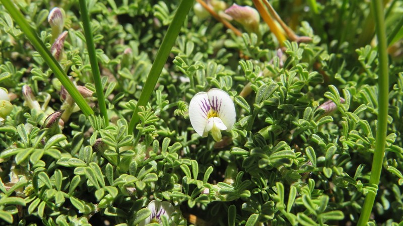 Adesmia parvifolia photo 4