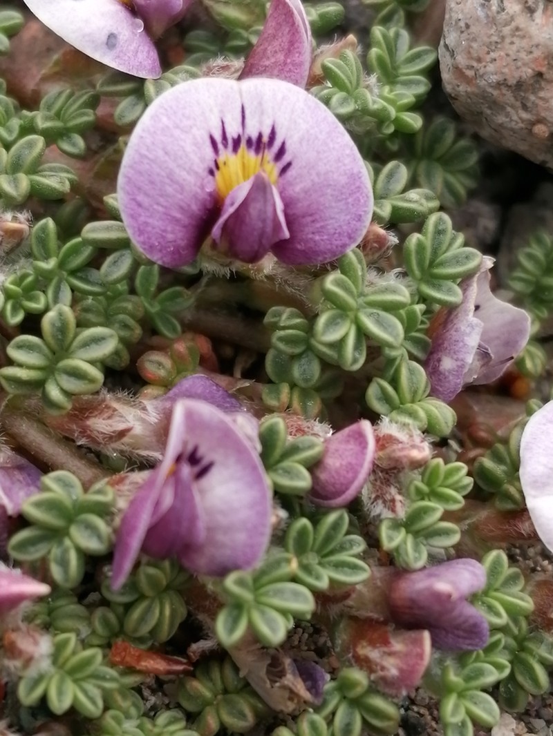 Adesmia parvifolia photo 5