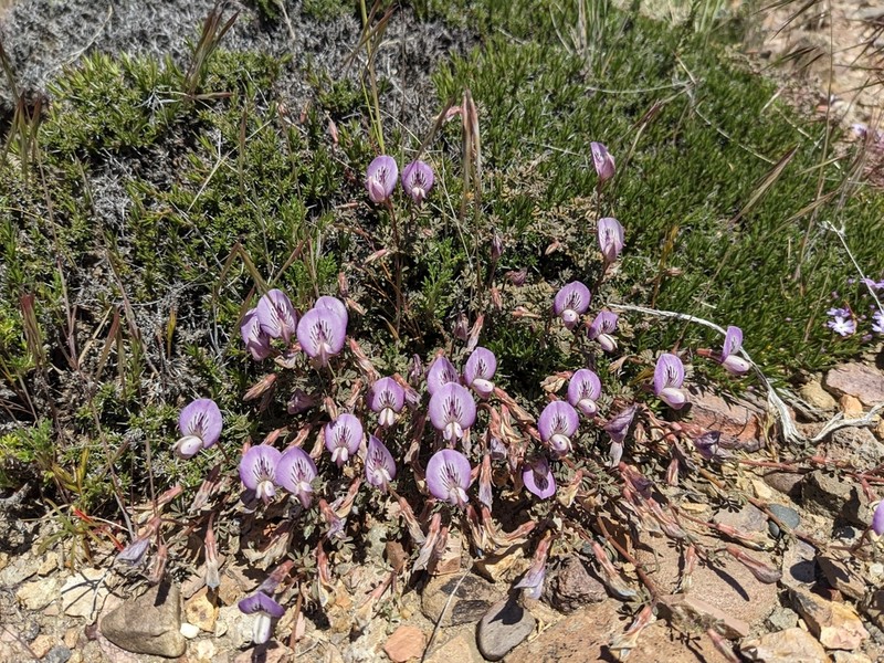 Adesmia parvifolia photo 6