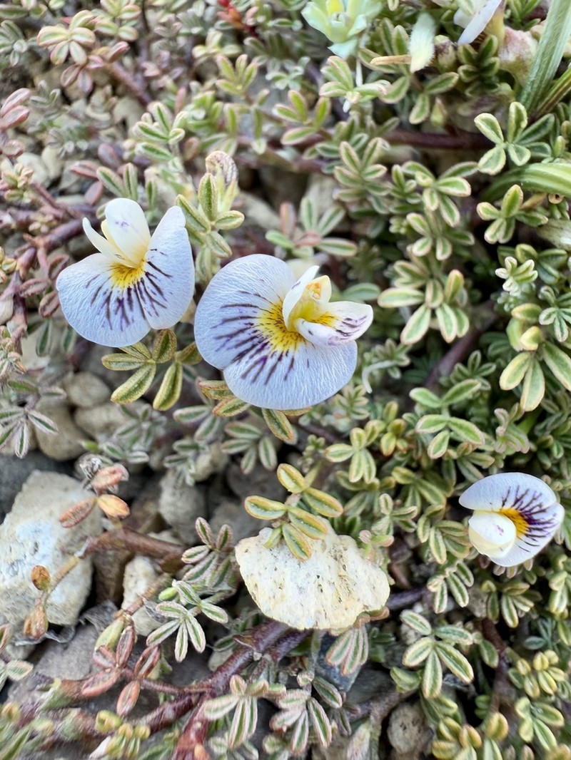 Adesmia parvifolia photo 7