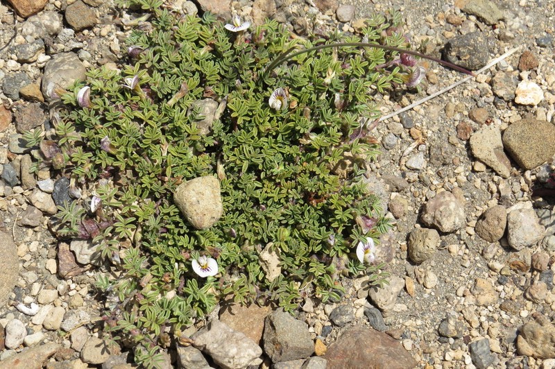 Adesmia parvifolia photo 8