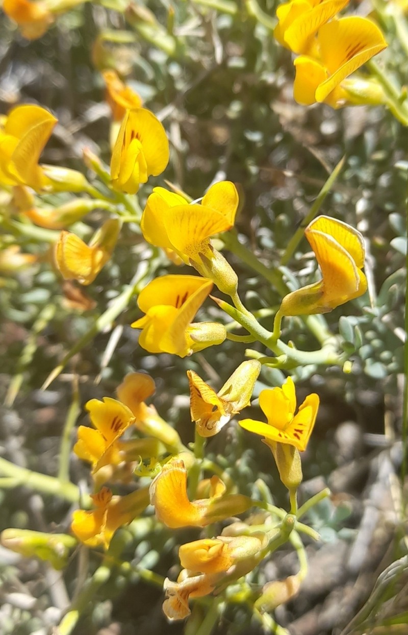 Adesmia patagonica