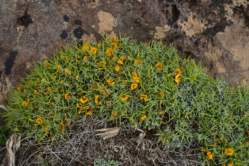Adesmia patagonica photo 2