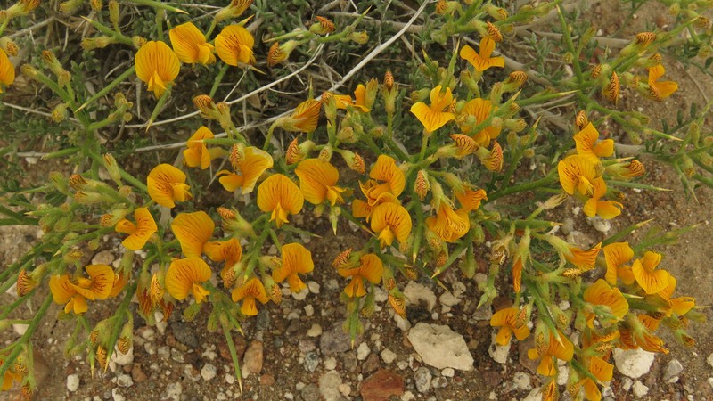 Adesmia patagonica photo 3