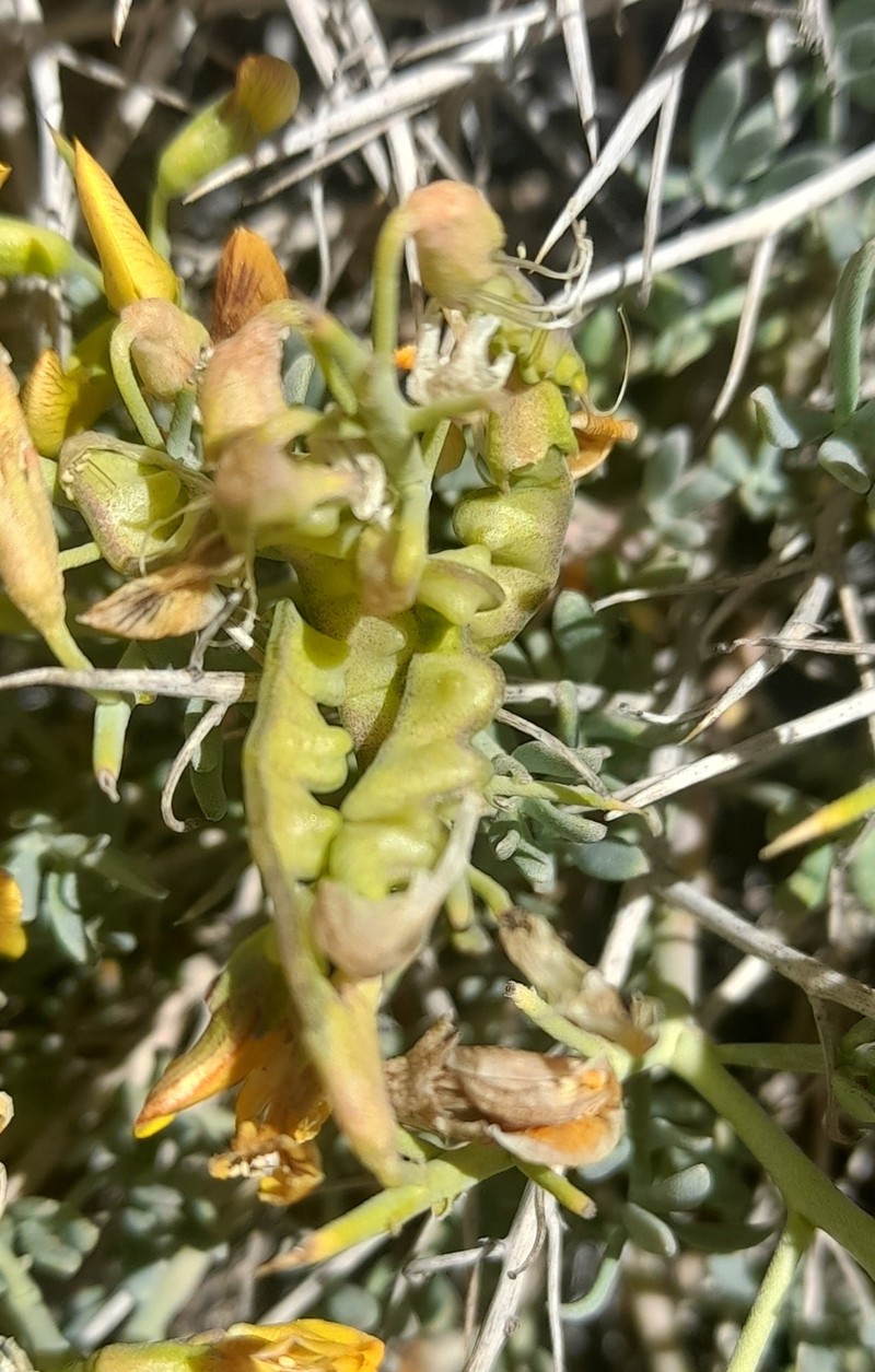 Adesmia patagonica photo 5