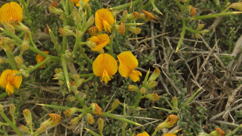 Adesmia patagonica photo 6