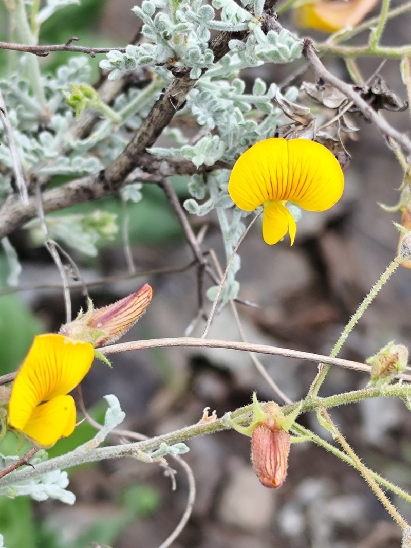 Adesmia pedicellata