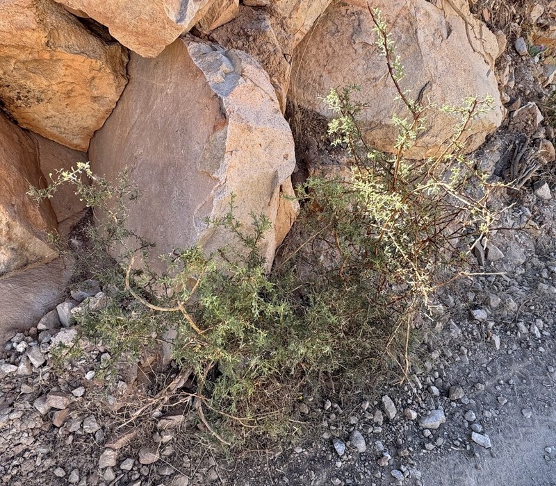 Adesmia pedicellata photo 2
