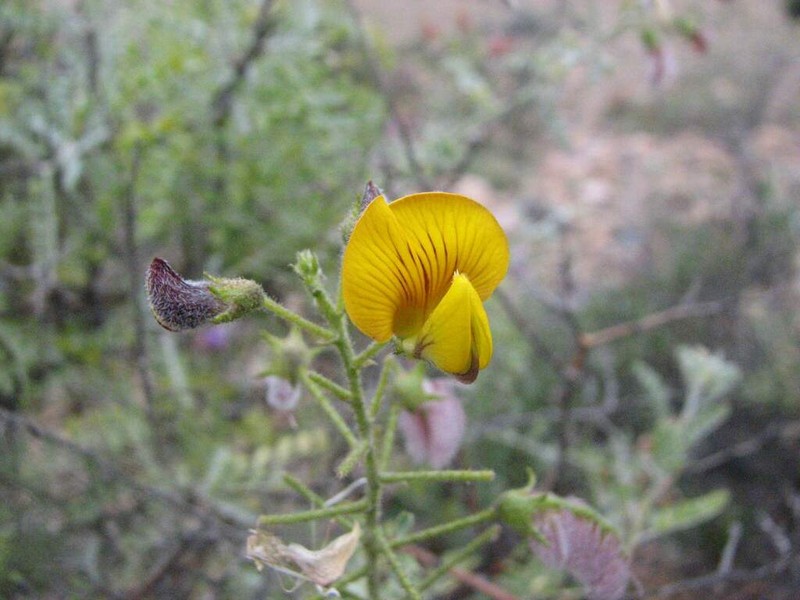Adesmia pedicellata photo 4