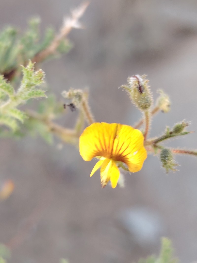 Adesmia pedicellata photo 5