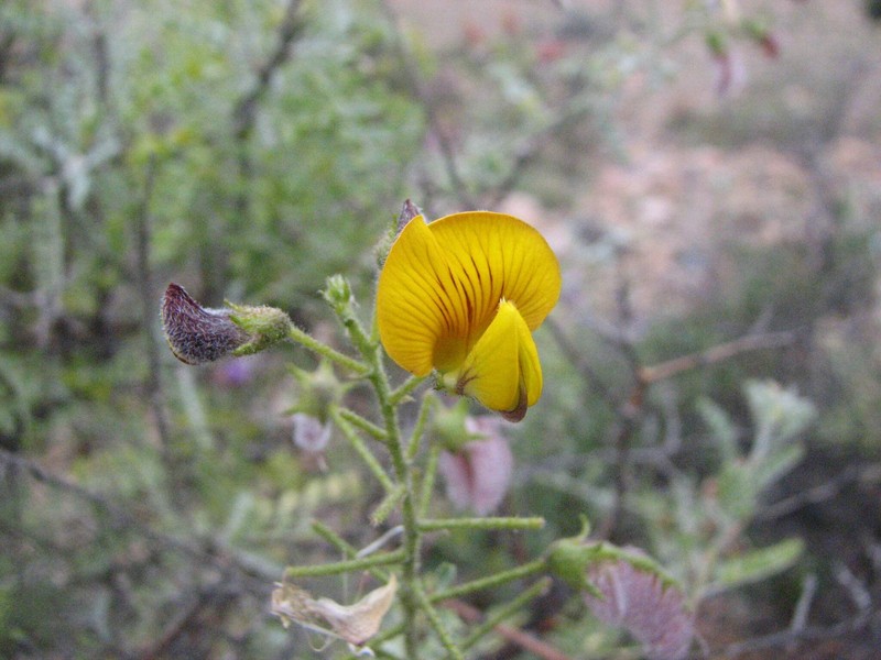 Adesmia pedicellata photo 6