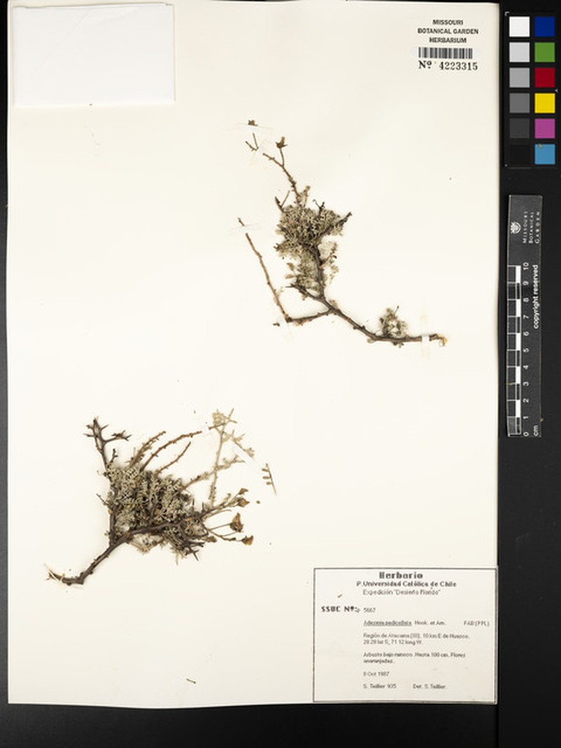 Adesmia pedicellata photo 7