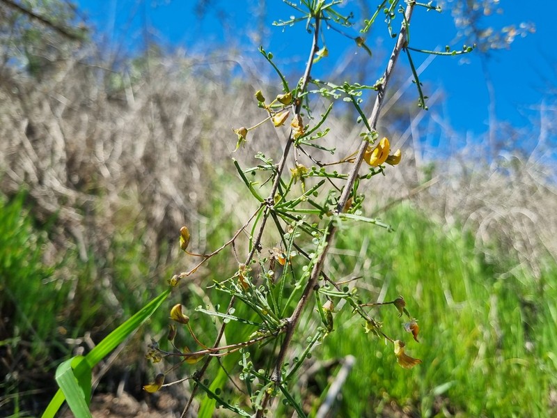Adesmia phylloidea