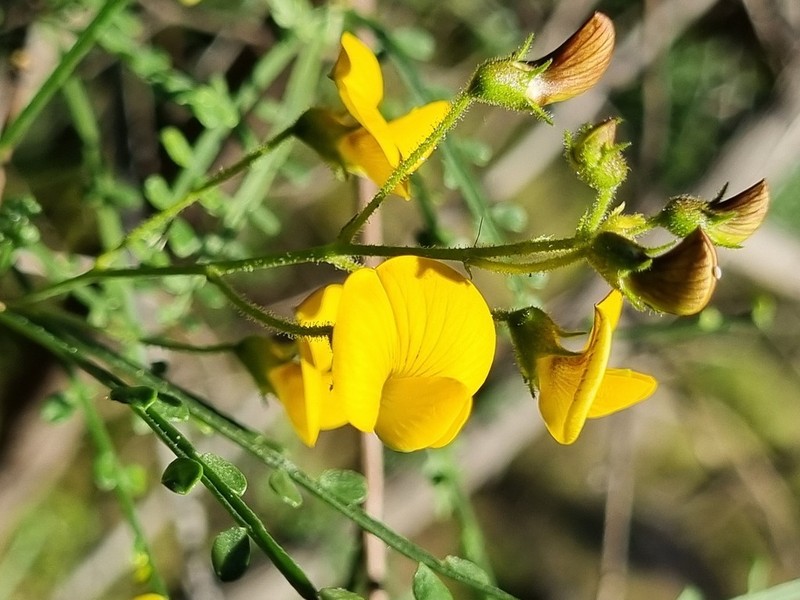 Adesmia phylloidea photo 3
