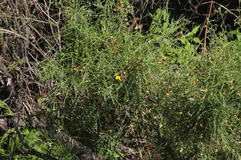 Adesmia phylloidea photo 4