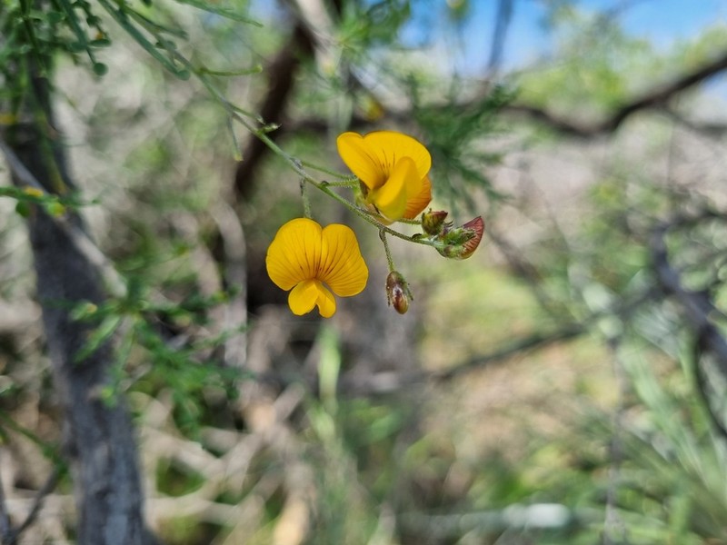 Adesmia phylloidea photo 6