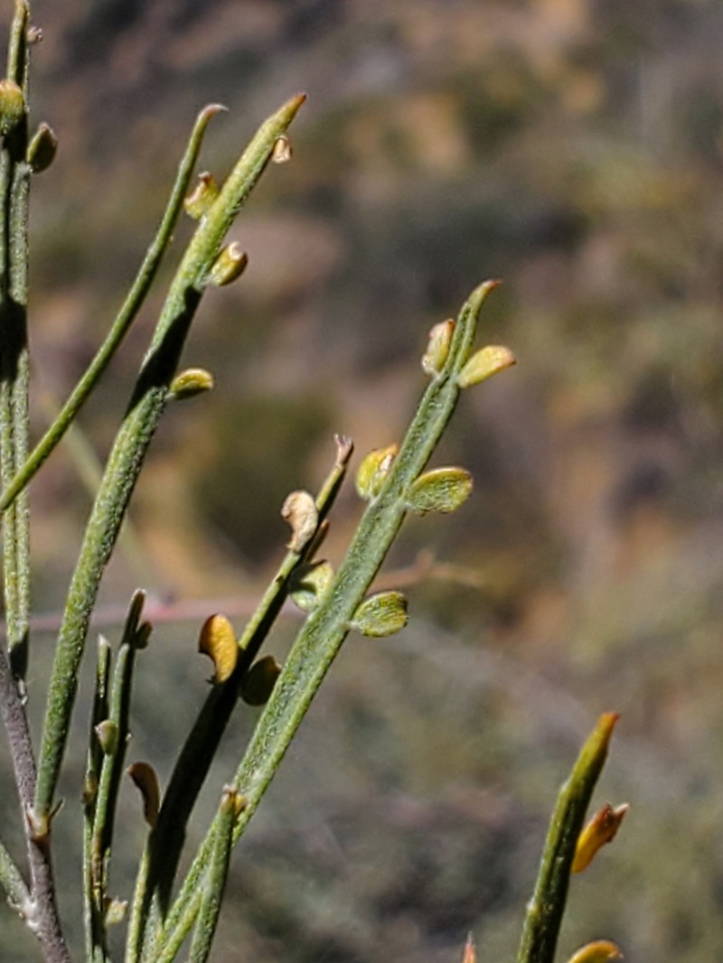 Adesmia phylloidea photo 7