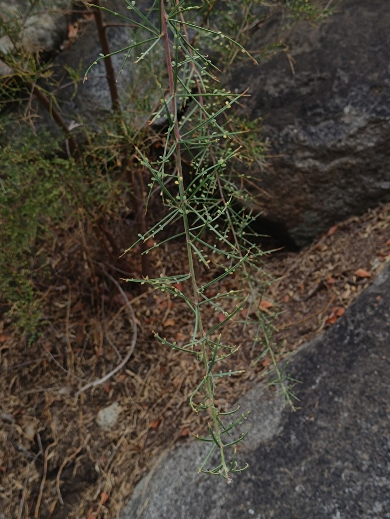 Adesmia phylloidea photo 8