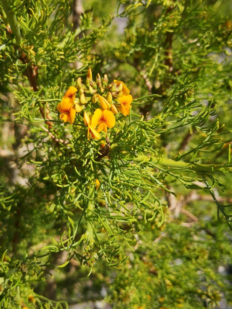 Adesmia pinifolia