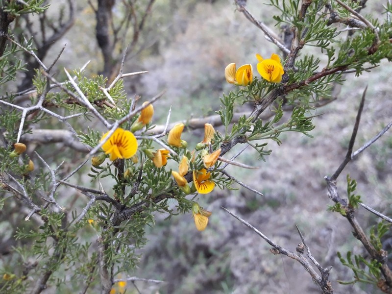 Adesmia pinifolia photo 2