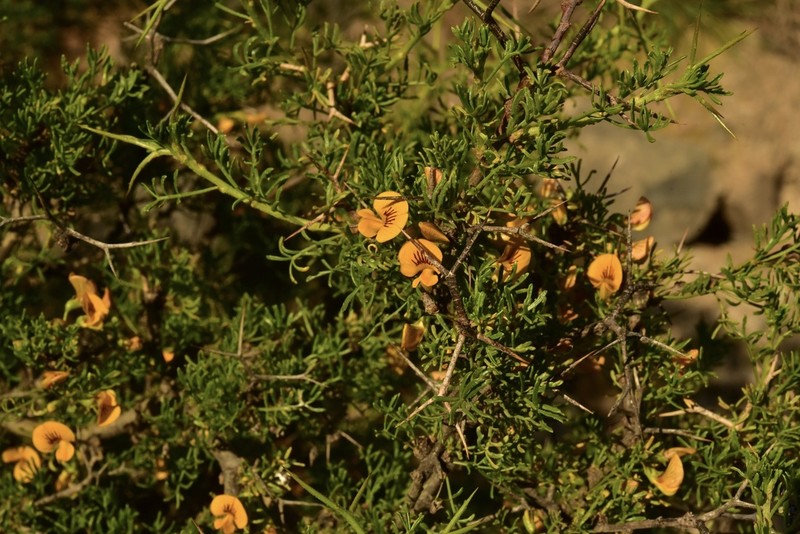 Adesmia pinifolia photo 3